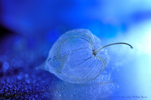 荣耀的召唤，贝林厄姆2026世界杯，为了梦想而战！