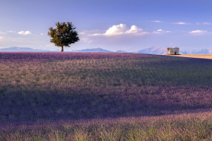 历史重演欧洲杯往届经典战役回顾，致敬传奇！